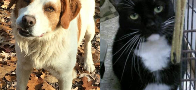 SHELTER SUNDAY: Meet Boo-Boo (Brittany spaniel mix) and Mouse (bicolor cat)