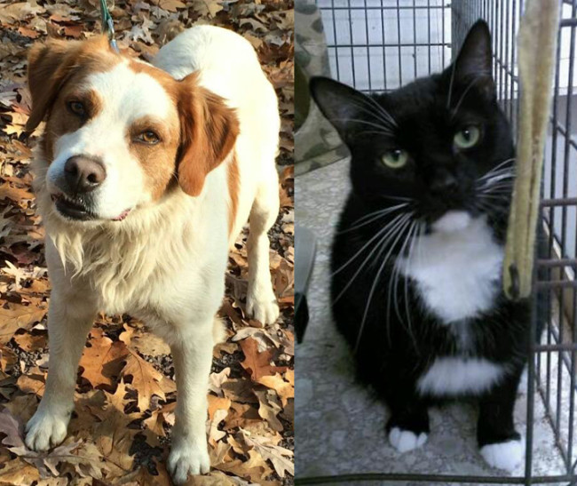 SHELTER SUNDAY: Meet Boo-Boo (Brittany spaniel mix) and Mouse (bicolor cat)