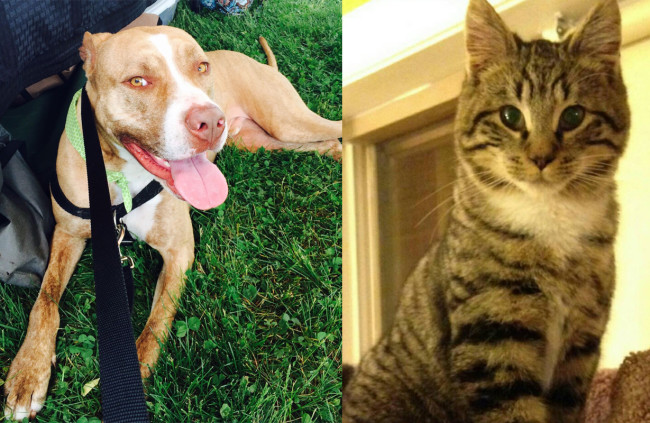 SHELTER SUNDAY: Meet Calvin (pit bull mix) and Pip (striped tabby kitten)