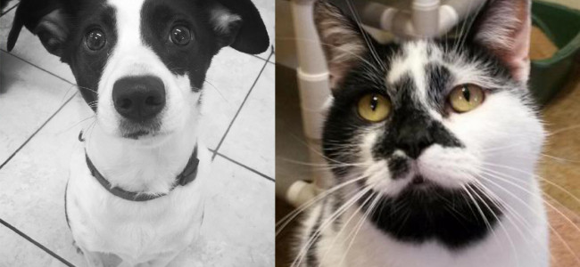 SHELTER SUNDAY: Meet Winston (Dalmatian/Jack Russell terrier mix) and Panda (bicolor cat)