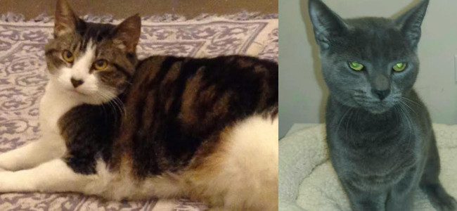 SHELTER SUNDAY: Meet Baby Doll (calico cat) and Diana (gray cat)