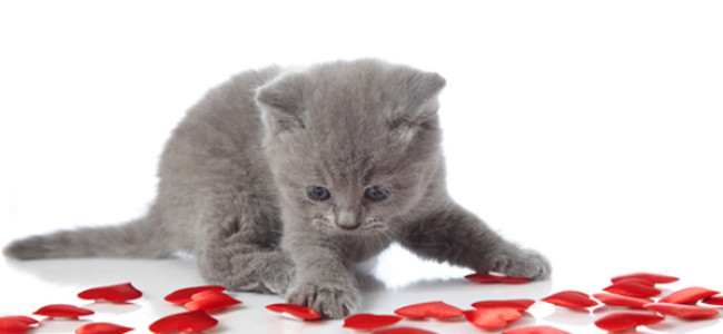 Valentines for Felines collects donations through Feb. 16 to care for cats at Indraloka Animal Sanctuary