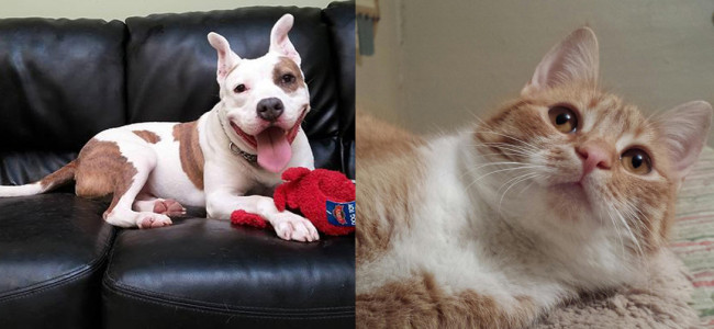 SHELTER SUNDAY: Meet Hund (pit bull terrier) and Pumpkin (orange tabby cat)