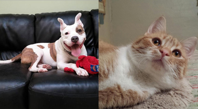 SHELTER SUNDAY: Meet Hund (pit bull terrier) and Pumpkin (orange tabby cat)