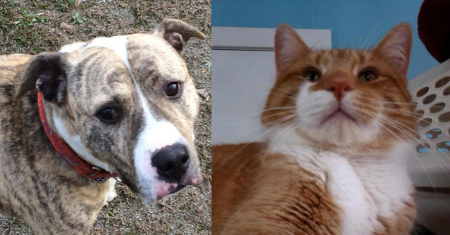 SHELTER SUNDAY: Meet Spanky (brindle pit bull) and Morris (orange tabby cat)