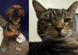 SHELTER SUNDAY: Meet Wade (hound mix) and Tiger (striped tabby cat)