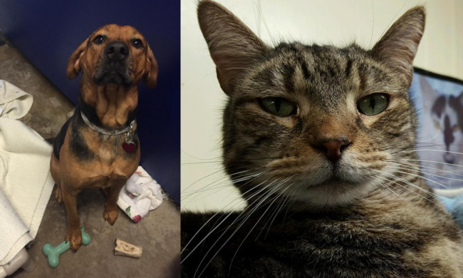 SHELTER SUNDAY: Meet Wade (hound mix) and Tiger (striped tabby cat)