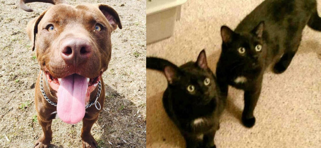 SHELTER SUNDAY: Meet Diesel (pit bull mix) and Jet and Jay (two black cats)