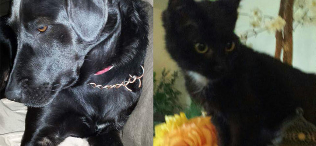 SHELTER SUNDAY: Meet Shadow (black lab) and Tux (bicolor kitten)
