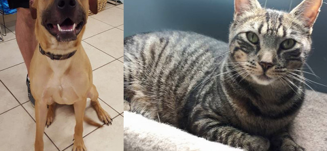 SHELTER SUNDAY: Meet Diogi (Black Mouth Cur) and Donald (tabby cat)