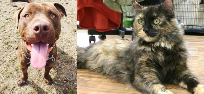 SHELTER SUNDAY: Meet Diesel (pit bull mix) and Olivia (tortoiseshell cat)