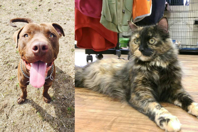 SHELTER SUNDAY: Meet Diesel (pit bull mix) and Olivia (tortoiseshell cat)