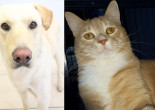 SHELTER SUNDAY: Meet Jasper (yellow lab/chow mix) and Chase (orange tabby cat)