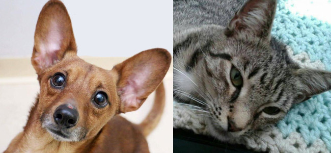SHELTER SUNDAY: Meet Ren (Corgi/Chihuahua mix) and Miss Lucky (striped tabby cat)