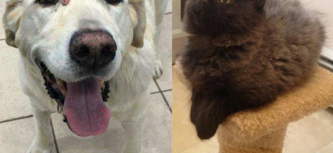 SHELTER SUNDAY: Meet Dusty (Labrador) and Devon (Maine Coon kitten)