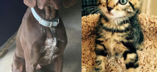 SHELTER SUNDAY: Meet Fritz (German shorthaired pointer) and Cypress (striped tabby kitten)