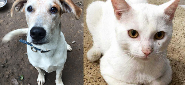 SHELTER SUNDAY: Meet Chalkie (coonhound mix) and Loki (white cat)