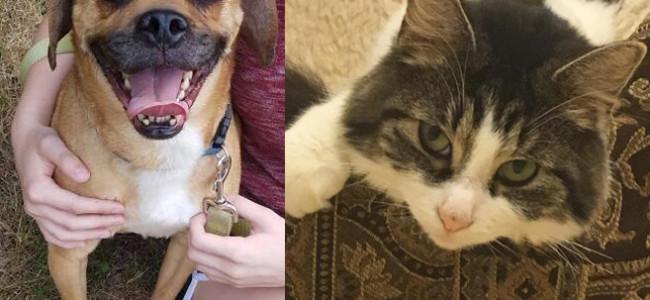 SHELTER SUNDAY: Meet Pete (puggle) and Lexi (semi-long haired cat)