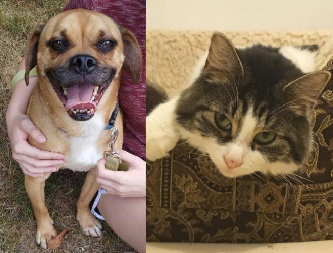 SHELTER SUNDAY: Meet Pete (puggle) and Lexi (semi-long haired cat)