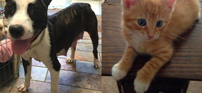 SHELTER SUNDAY: Meet Franny (pit bull mix) and Sully (orange tabby kitten)
