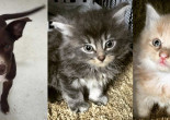 SHELTER SUNDAY: Meet Fritz (lab mix) and Kion and Kiara (bonded kittens)