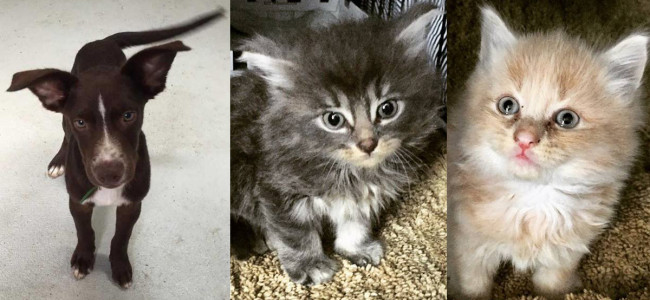 SHELTER SUNDAY: Meet Fritz (lab mix) and Kion and Kiara (bonded kittens)