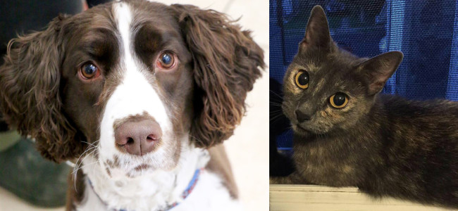 SHELTER SUNDAY: Meet Maddox (springer spaniel mix) and Penny (calico cat)