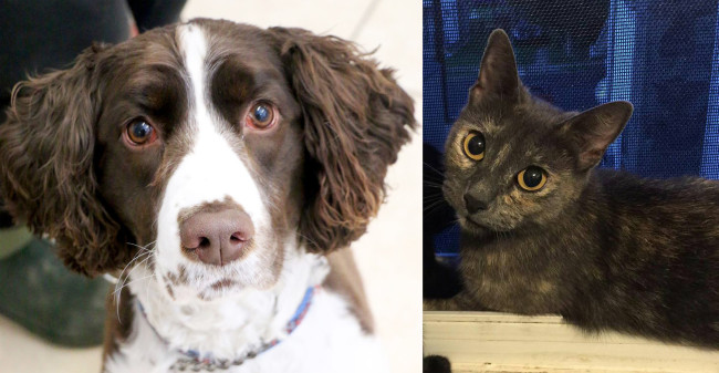SHELTER SUNDAY: Meet Maddox (springer spaniel mix) and Penny (calico cat)