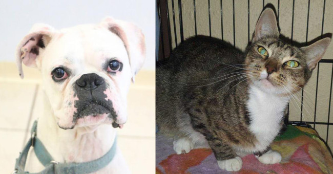 SHELTER SUNDAY: Meet Moose (boxer) and Bits (tabby cat)