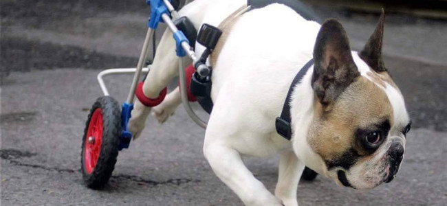 Blue Chip Farm raises over $4,000 for Bane, a paralyzed bulldog hoping to walk again
