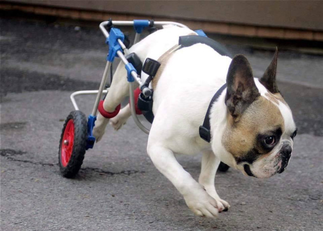 Blue Chip Farm raises over $4,000 for Bane, a paralyzed bulldog hoping to walk again