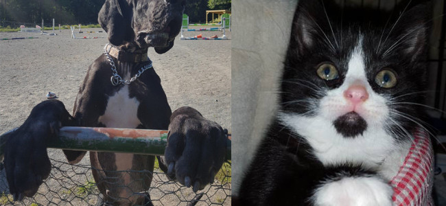 SHELTER SUNDAY: Meet George (Great Dane) and Sadie (tuxedo kitten)