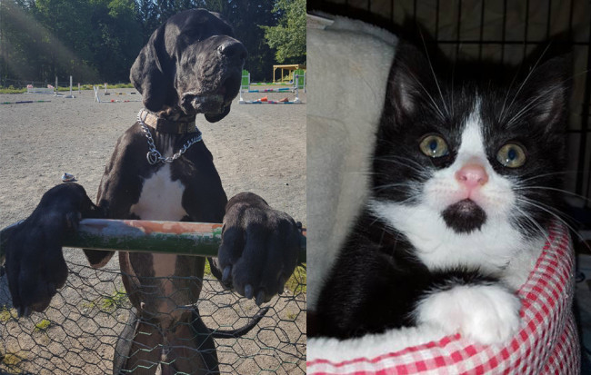 SHELTER SUNDAY: Meet George (Great Dane) and Sadie (tuxedo kitten)