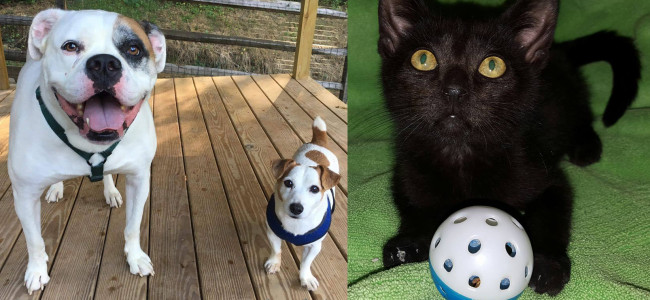 SHELTER SUNDAY: Sam and Finn (bulldog and Jack Russell terrier) and Eddie (black kitten)