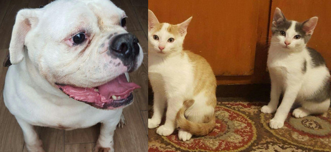 SHELTER SUNDAY: Meet Curry (English bulldog) and Milo and Jax (brother kittens)