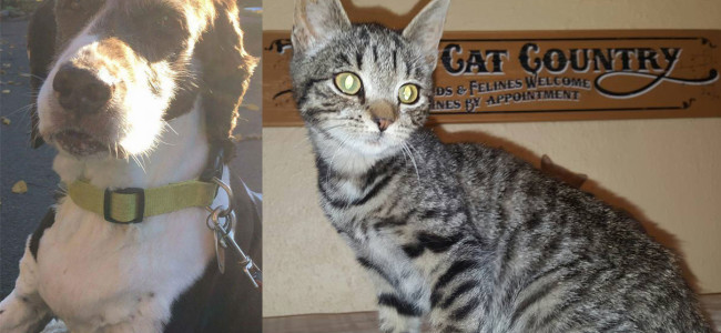 SHELTER SUNDAY: Meet Freckles (senior springer spaniel) and Logan (striped tabby kitten)