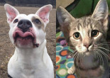 SHELTER SUNDAY: Meet Hund (pit bull terrier) and Chloe (striped tabby kitten)