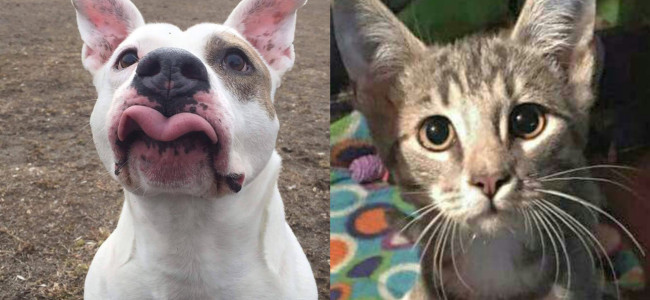 SHELTER SUNDAY: Meet Hund (pit bull terrier) and Chloe (striped tabby kitten)