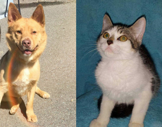 SHELTER SUNDAY: Meet Rojo (cattle dog mix) and Sara (tabby kitten)