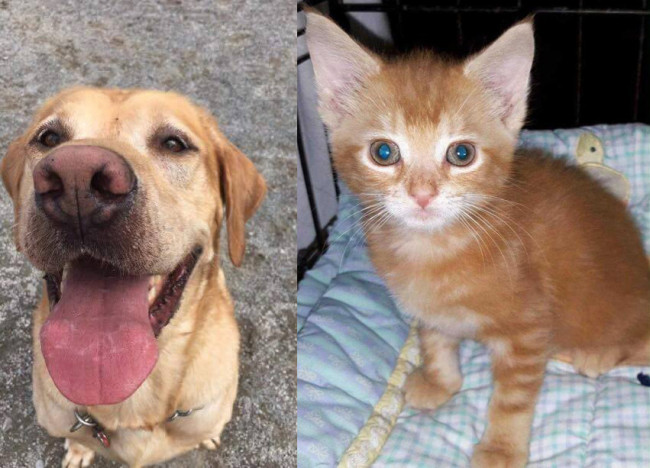 SHELTER SUNDAY: Meet Winston (English Lab) and Spice (orange tabby kitten)