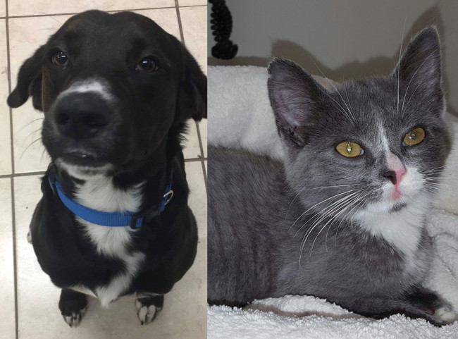 SHELTER SUNDAY: Meet Milo (Labrador mix) and Sylvia (gray kitten)