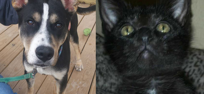 SHELTER SUNDAY: Meet Jax (German shepherd/husky mix) and Libby (black kitten)
