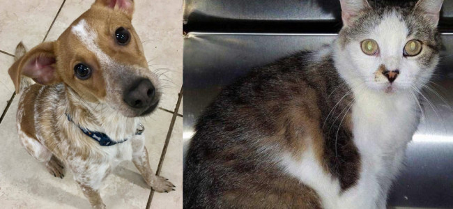 SHELTER SUNDAY: Meet Lucky (Jack Russell terrier/beagle mix) and Misty (tabby cat)
