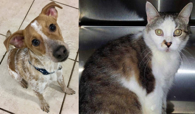 SHELTER SUNDAY: Meet Lucky (Jack Russell terrier/beagle mix) and Misty (tabby cat)