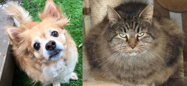 SHELTER SUNDAY: Meet Bella Rose (long-haired Chihuahua) and Molly (long-haired mix)