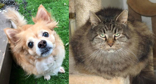SHELTER SUNDAY: Meet Bella Rose (long-haired Chihuahua) and Molly (long-haired mix)