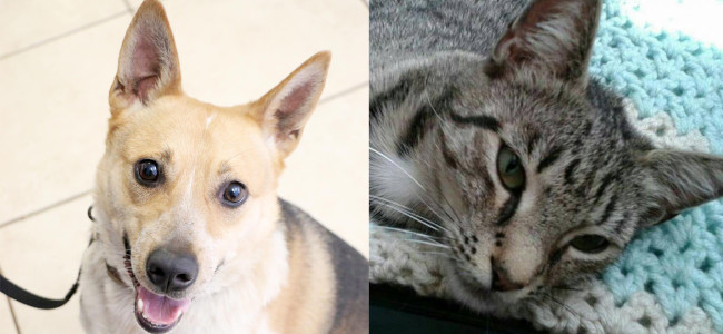 SHELTER SUNDAY: Meet Cal (Australian cattle dog mix) and Miss Lucky (striped tabby cat)