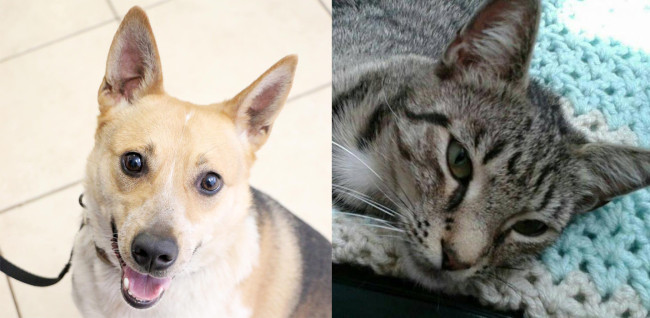 SHELTER SUNDAY: Meet Cal (Australian cattle dog mix) and Miss Lucky (striped tabby cat)