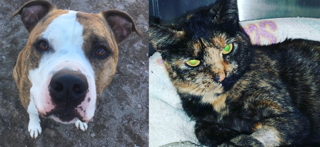 SHELTER SUNDAY: Meet George (pit bull terrier) and Franny (tortoiseshell cat)