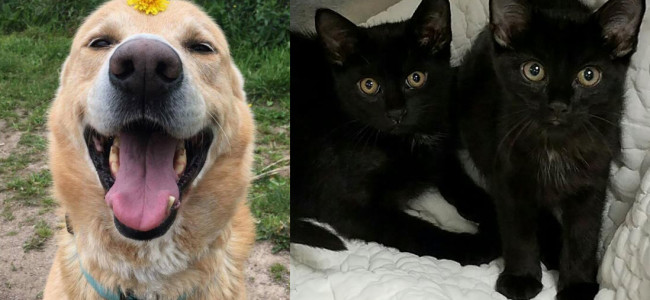 SHELTER SUNDAY: Meet Shea (German shepherd mix) and Luna and Rain (black sister kittens)